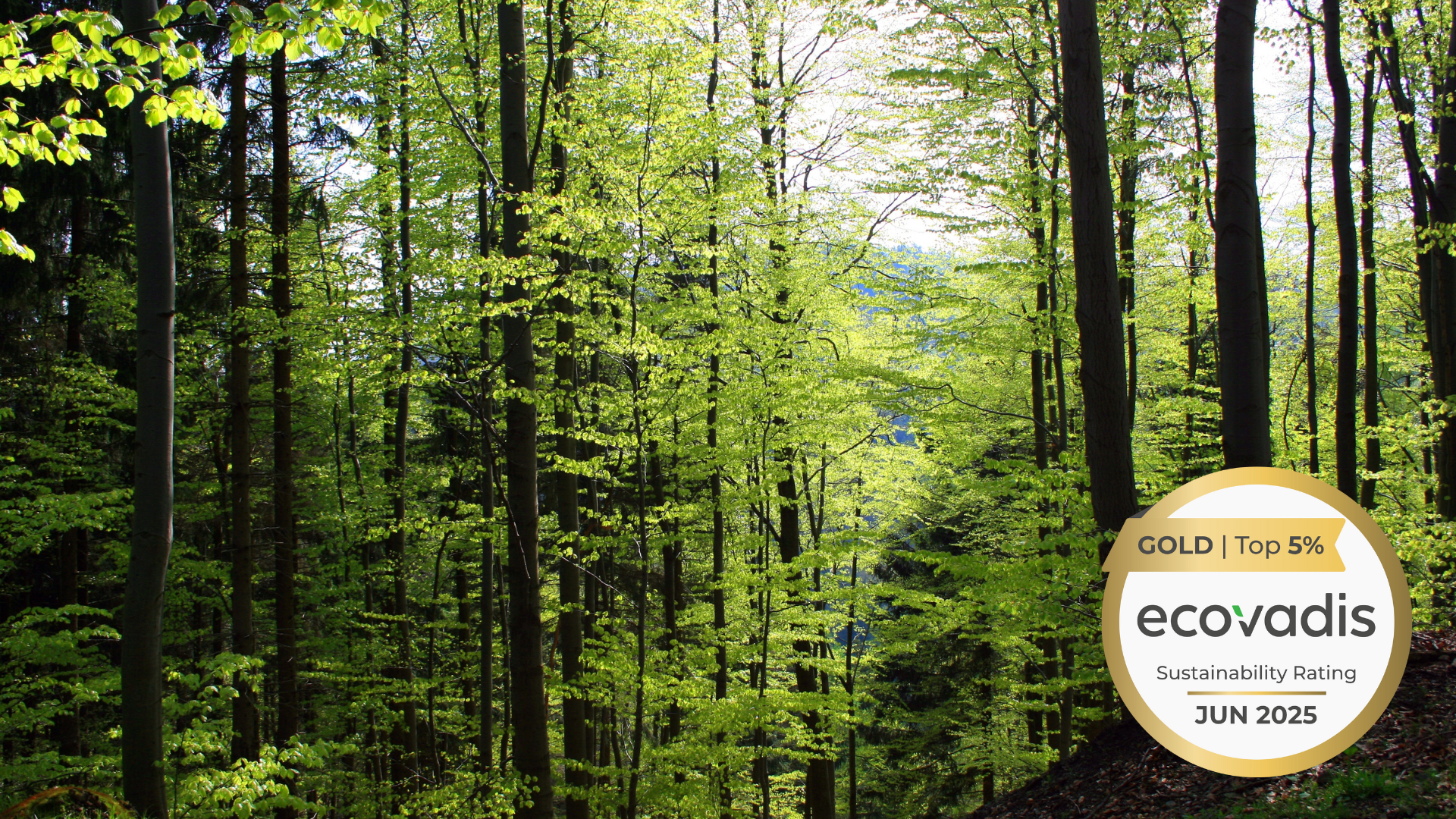 Header picture of wood with ecovadis logo