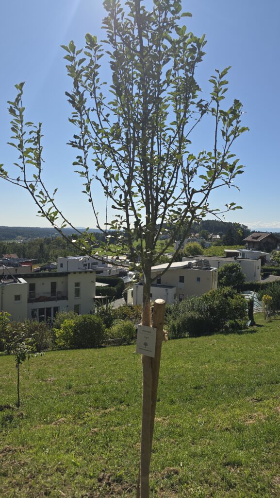 PAYER Energy garden